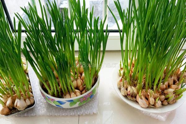 蒜苗豆腐大虾汤的做法图解1
