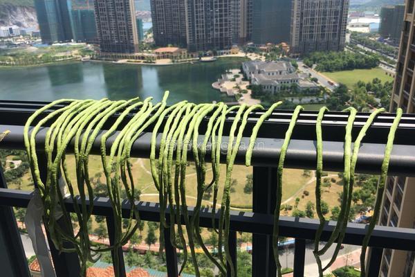 媛媛自制豆角酸的做法图解1