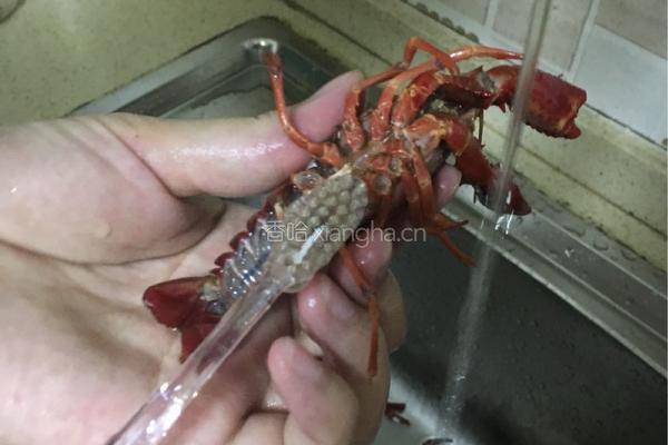 小龙虾处理方法的做法图解1