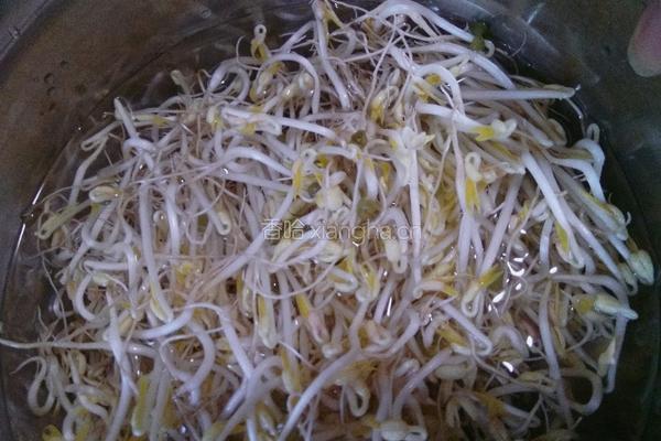 发绿豆芽的做法图解8