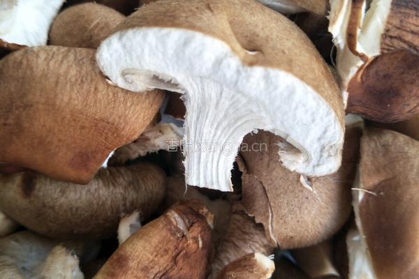 珍心蘑菇炖土豆的做法图解5