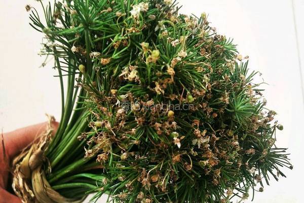 韭菜花拌剁椒的做法图解4