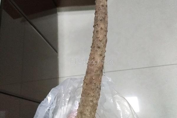 山药脊骨汤的做法图解5