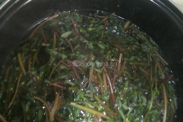 凉拌马齿笕的做法图解2