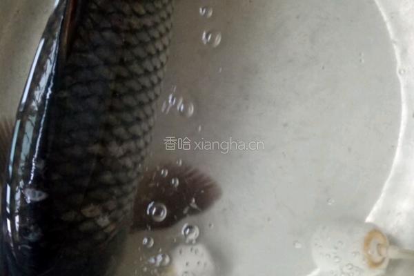 炖鱼的做法图解1
