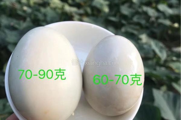 万氏烤海鸭蛋咸鸭蛋腌制方法的做法图解3