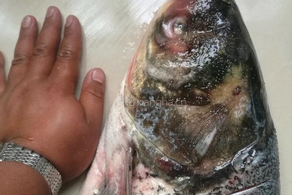 清炖鱼头豆腐汤的做法图解1