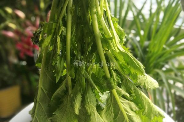 雪里红自制的做法图解1