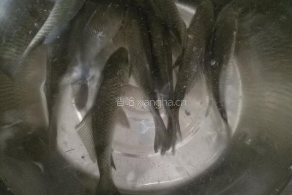 野生鲫鱼汤煮面皮的做法图解1