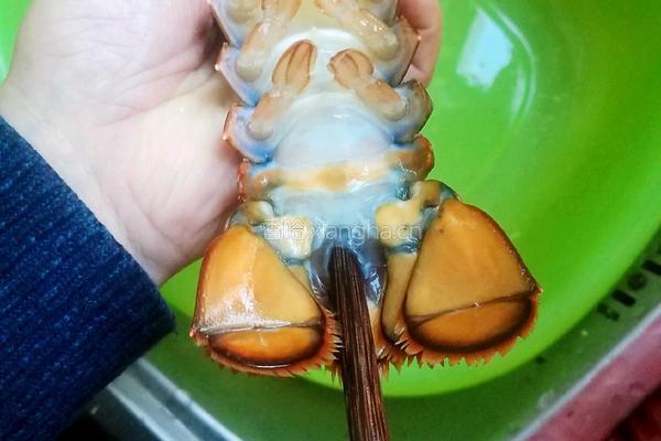 波士顿龙虾的做法图解2