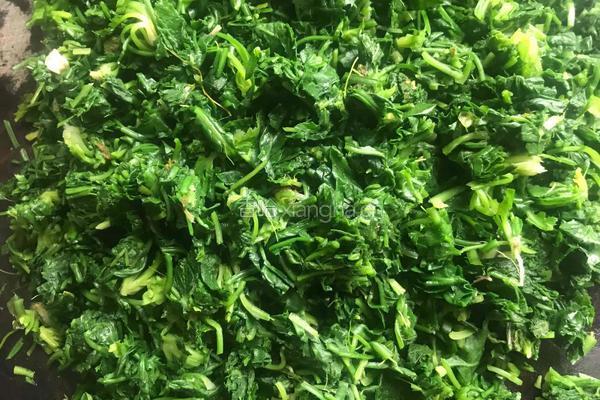 荠菜素饺子的做法图解2