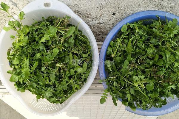 荠菜菜盒子的做法图解2