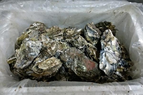清蒸海蛎子的做法图解1