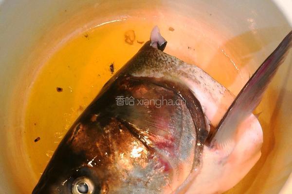 鱼头汤的做法图解3