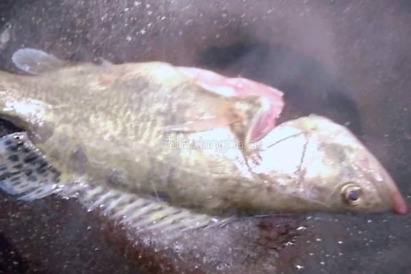 桂鱼豆腐汤的做法图解4