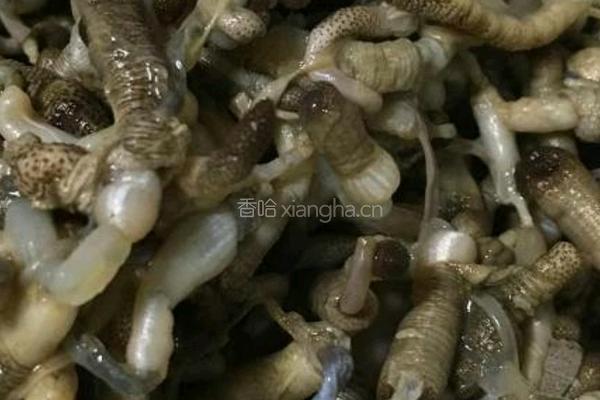 土笋冻的做法图解2