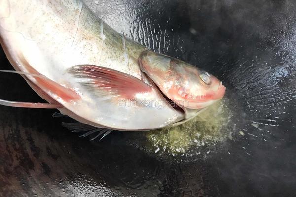 红烧鲢鱼的做法图解5