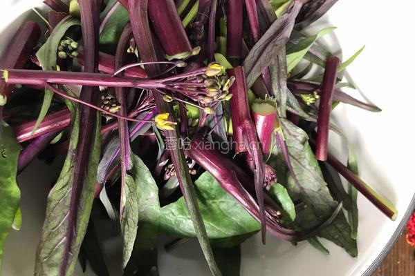 爆炒红菜苔的做法图解1