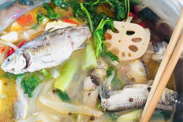 重庆酸萝卜鲫鱼的做法图解4