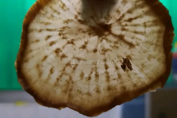 奶奶牌下饭菜(萝卜干炒豆干)的做法图解4