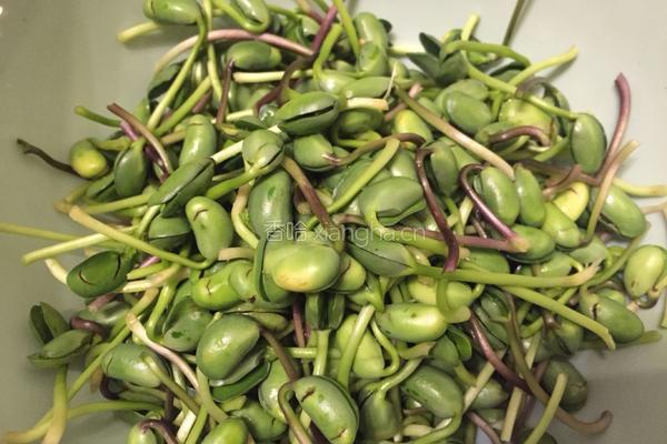 腊肠炒豆芽的做法图解1