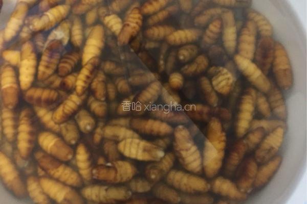辣炒蛹的做法图解2