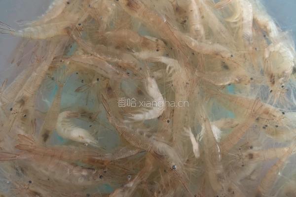 鲜炒小海虾的做法图解3