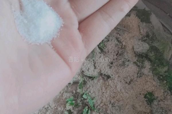 渣腐的做法图解6