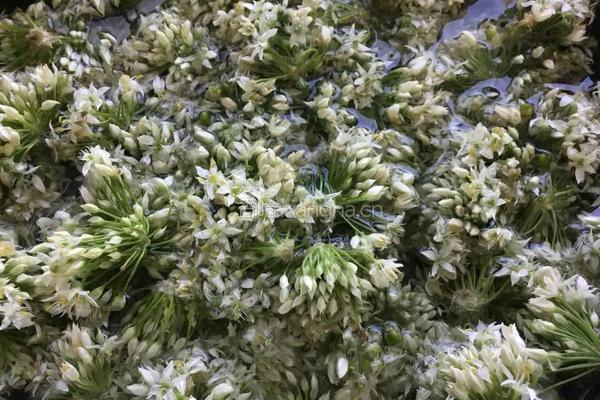 韭菜花的做法图解2
