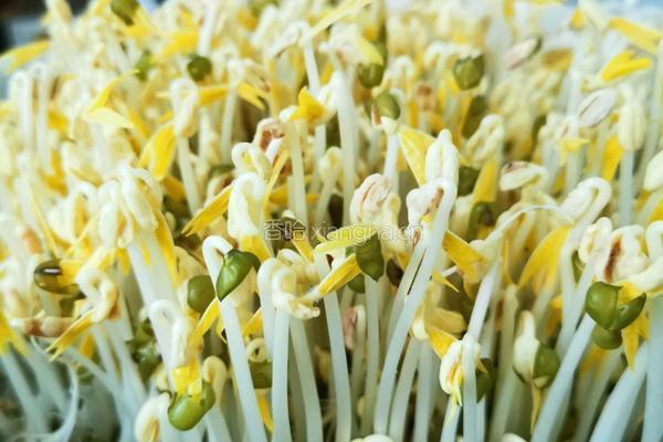 是不是可以自己在家发绿豆芽儿 坐等绿豆发芽