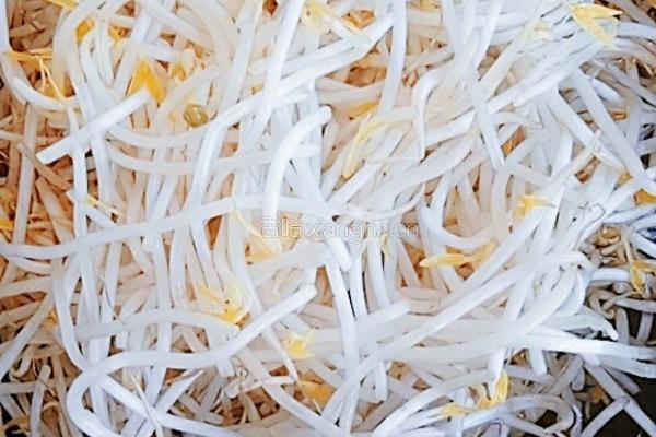 凉拌鸡丝豆芽的做法图解4