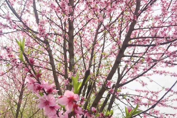 桃花鸡蛋羹的做法图解1