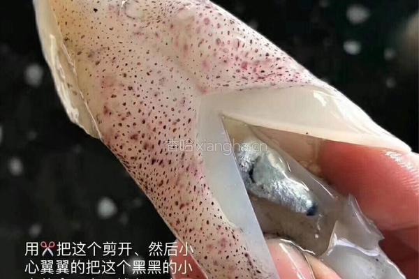 油焖小鱿鱼的做法图解1