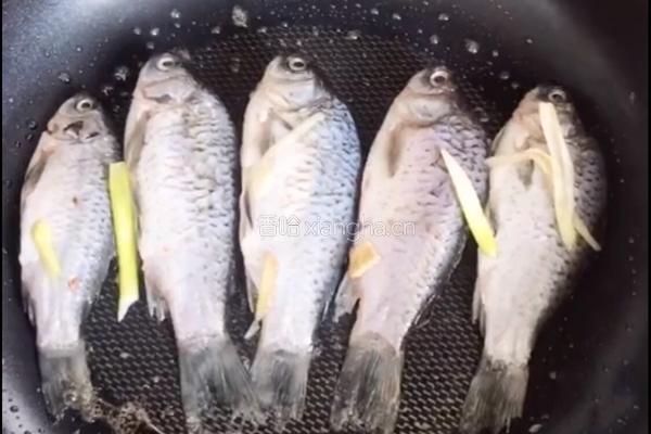 野生鲫鱼豆腐汤的做法图解4