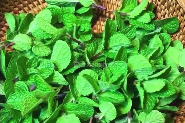 薄荷菠萝的做法图解4