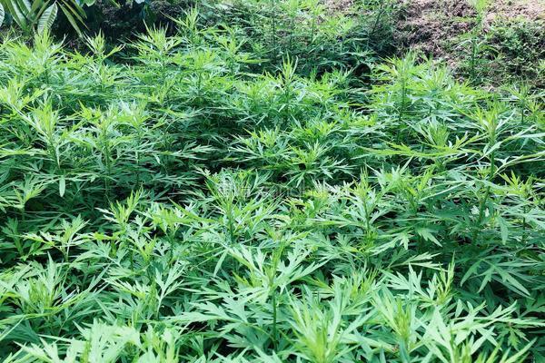 艾草糍粑的做法图解1