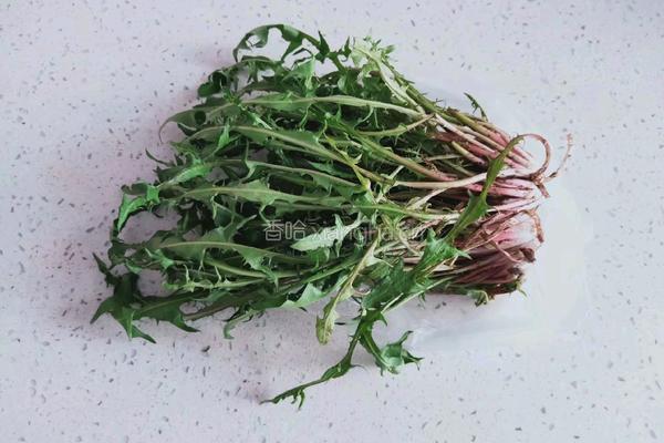 蒲公英红枣茶的做法图解2
