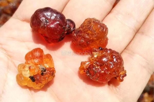 桂花皂角米桃胶银耳羹的做法图解1