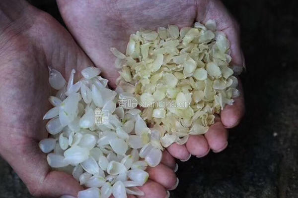 桂花皂角米桃胶银耳羹的做法图解5