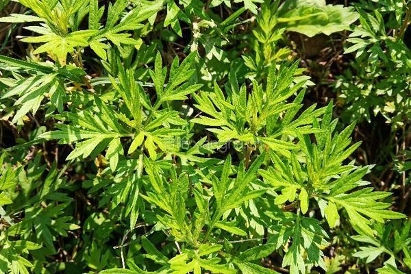 艾草粿的做法图解1