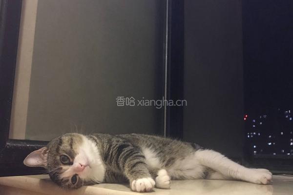 炖鲫鱼豆腐的做法图解3