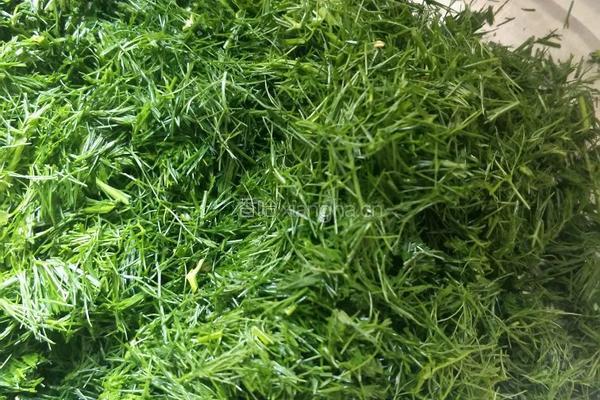 茴香饼的做法图解1
