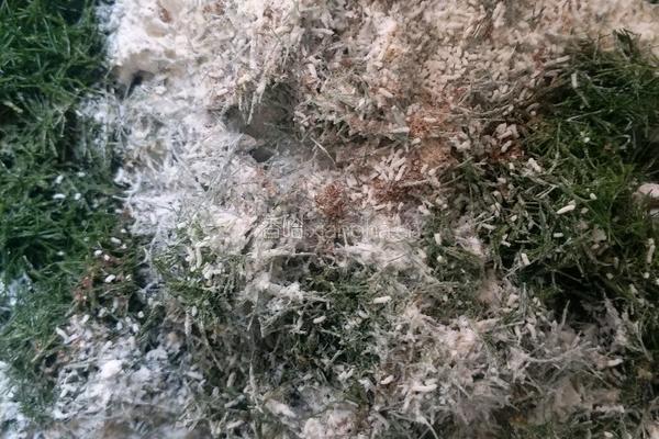 茴香饼的做法图解2