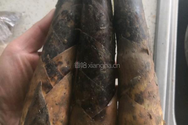 砂锅春笋炖牛肉的做法图解13