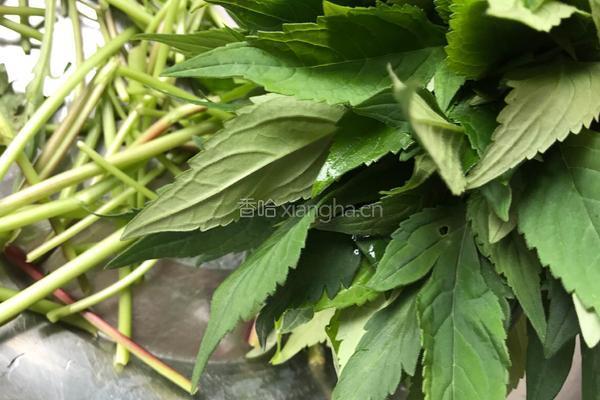 炒孟菜的做法图解4