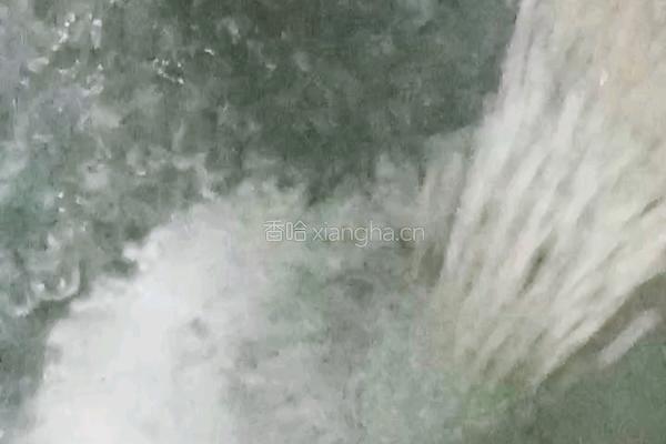 牛奶芋圆芒果西米露的做法图解9