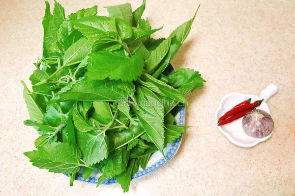 凉拌桑叶芽的做法图解1