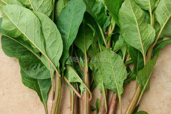 野苋菜炒肉的做法图解1