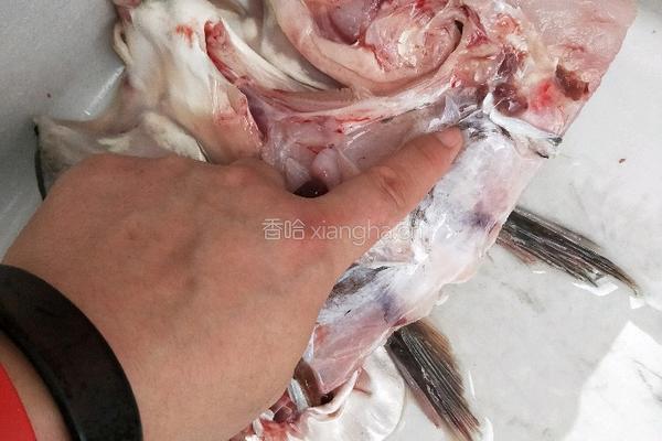 砂锅鱼头汤的做法图解2