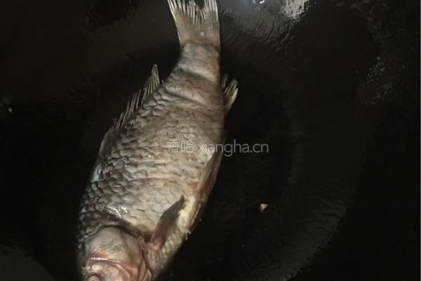 鲫鱼炖豆腐粉条的做法图解2